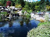Japanese Water Garden Design with Koi pond.